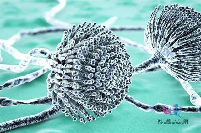 一家三口吃了一碗汤导致死亡,一家三口吃香椿后丧命