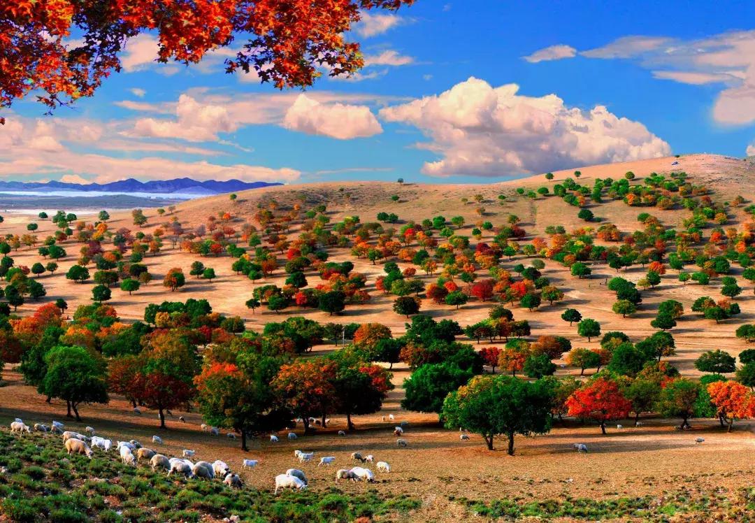 兴安盟的红色文化,文博灯光艺术节