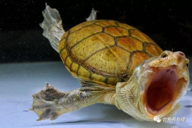 治龟病一克药粉是多少,治疗龟病一定要加温吗