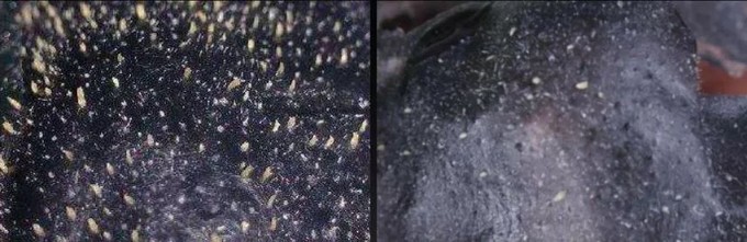 细致皮肤告别草莓鼻,低成本三步告别草莓鼻