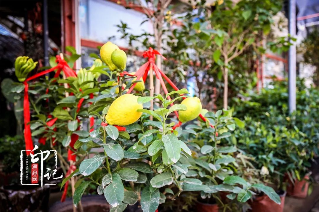 商丘道北花鸟批发市场,商丘花鸟宠物市场