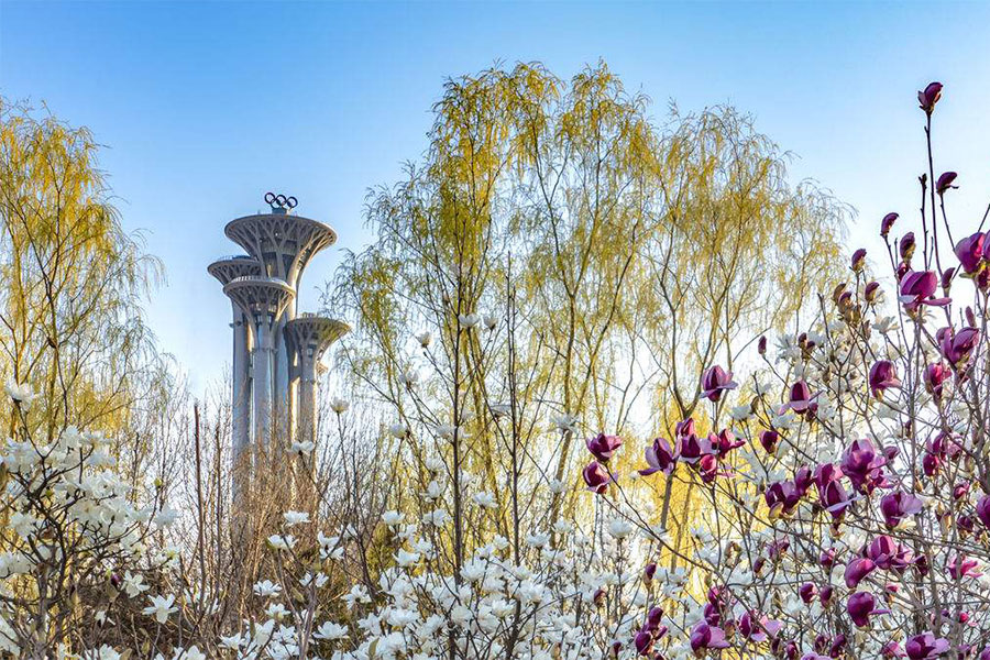 来奥森赏花,奥森花海看花上热门