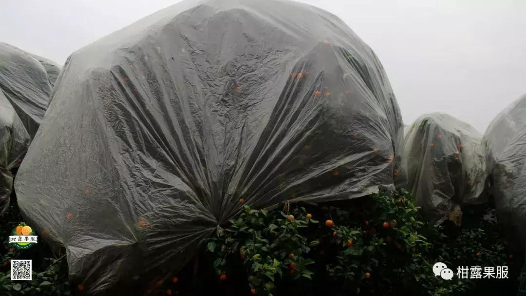 柑橘盖薄膜和不盖薄膜的区别,柑橘盖膜效果怎么样