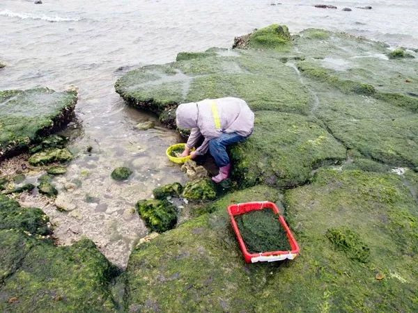 海苔和紫菜是一种植物吗,海苔紫菜海带裙带菜什么区别