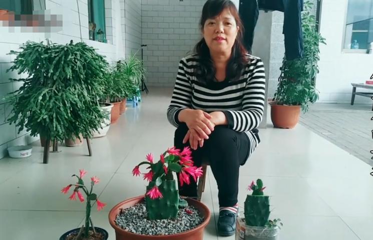 嫁接假昙花不死就是活了吗,嫁接假花