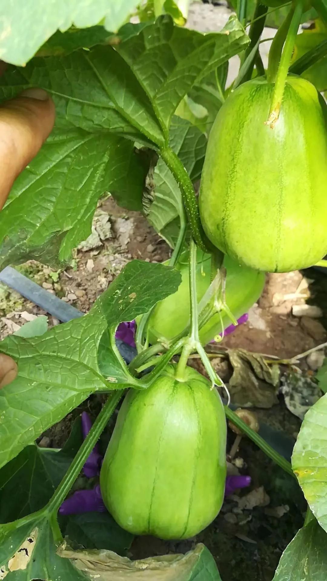 他从老师转行到柬埔寨当“农民”，2次从零开始，如今终见希望