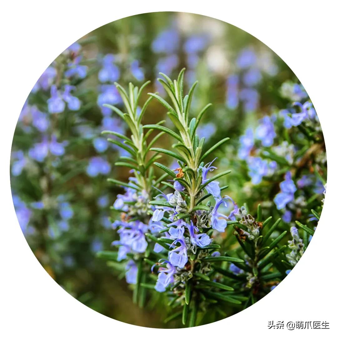 养了猫还适合养鹦鹉吗,养了猫还能养松鼠吗