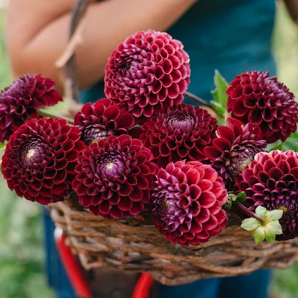 大丽花秋天要起球吗,大丽花怎样越长越好