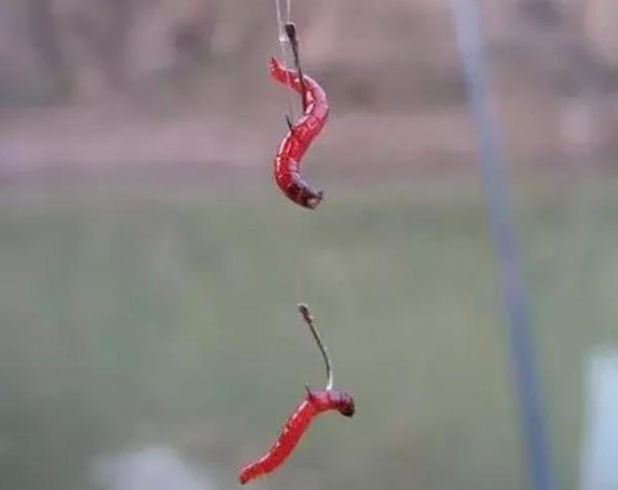 为什么黑坑禁用红虫,为什么很多黑坑禁红虫