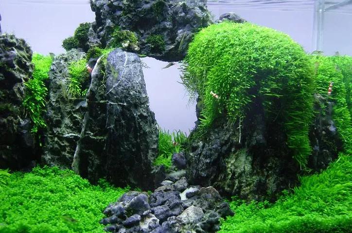 这个小缸太厉害了，佩服作者的养功