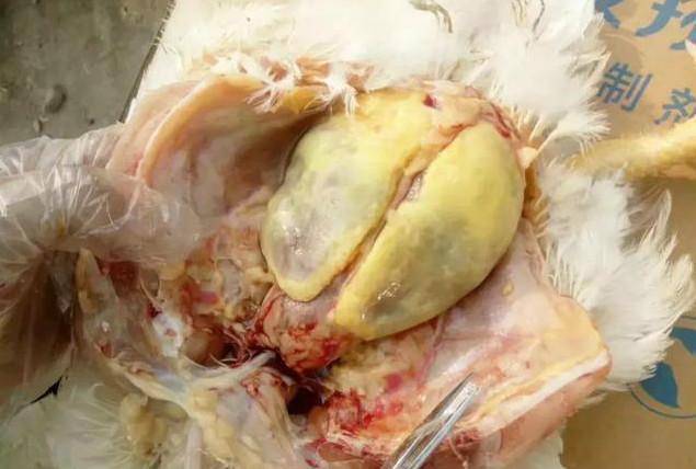 包心包肝,包心包肝在中医上咋说