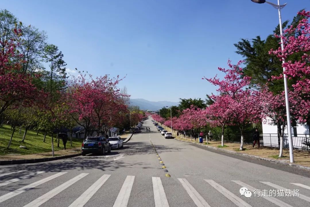 去大理旅行带什么吃的方便些,大理旅游必吃攻略