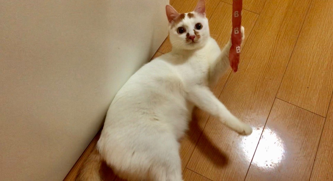 猫尿结石怎么治,猫尿不出尿有结石怎么治疗