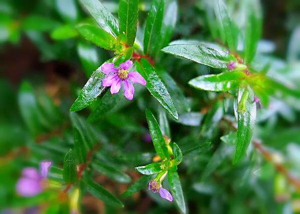细叶萼距花的养殖方法,细叶萼距花的功效与作用