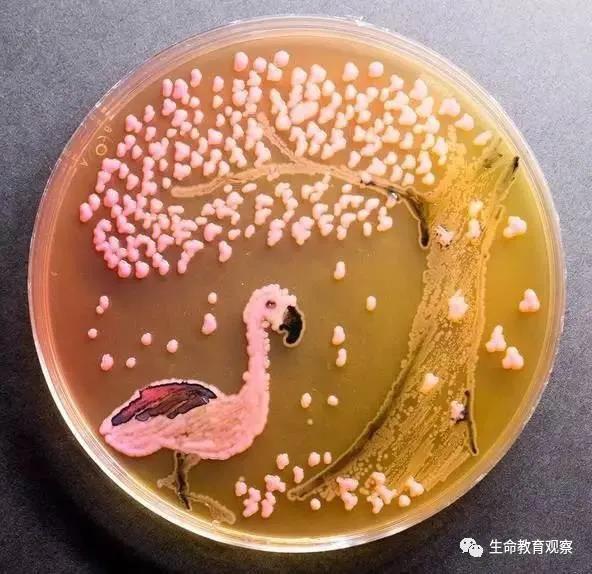 理科男喜欢的七夕礼物,理科男的送的礼物