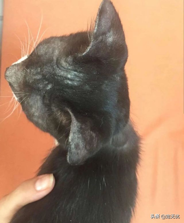 猫咪感染癣,猫咪感染猫癣怎么办