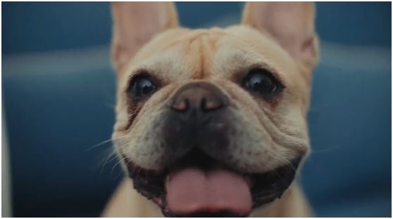 鎵炬埧app骞垮憡瑙嗛,鎵炬埧app骞垮憡