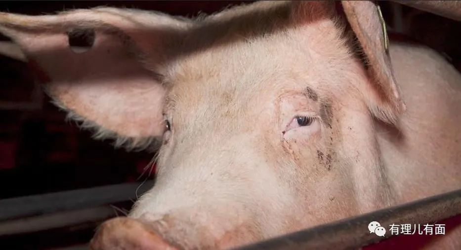 台湾猪肉违法吗,台湾毒猪肉新闻最新