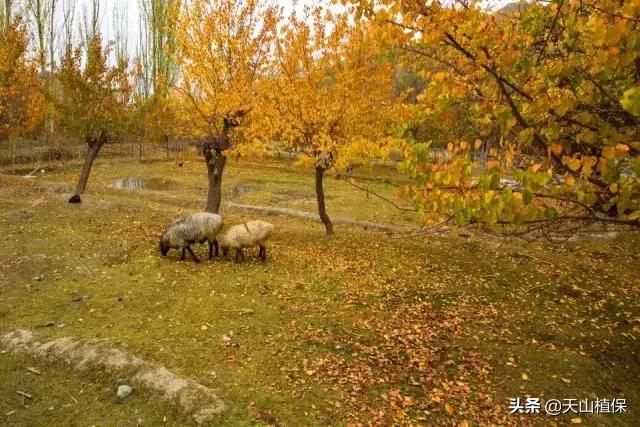 *疆新**克州，向全世界发出邀请！即将涌来大批人马