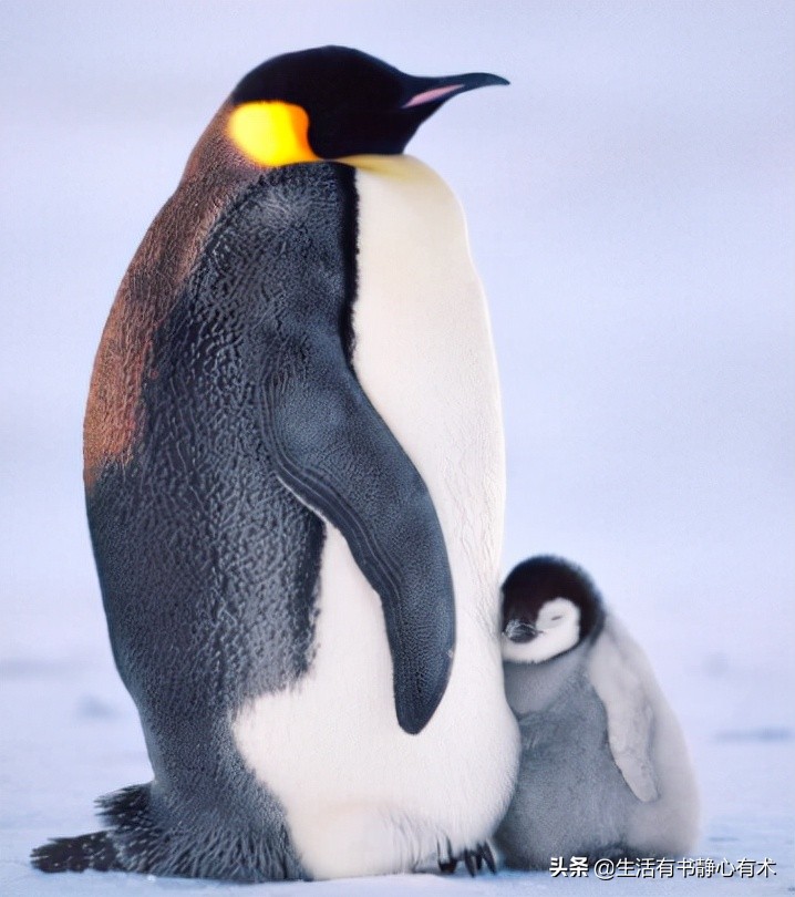 三种会飞的鸟,涨知识六种不会飞行的鸟