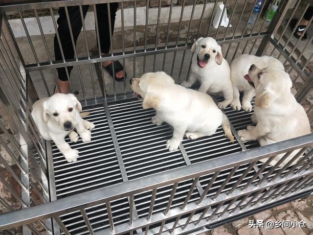 真正的狗市品种,哪里的狗市便宜品种又好种类又多