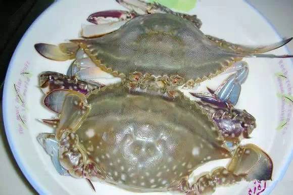 中国海鲜河鲜,市场河鲜海鲜种类大全