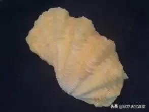 佛教七宝砗磲珠子纹路,佛教七宝之首砗磲能盘吗