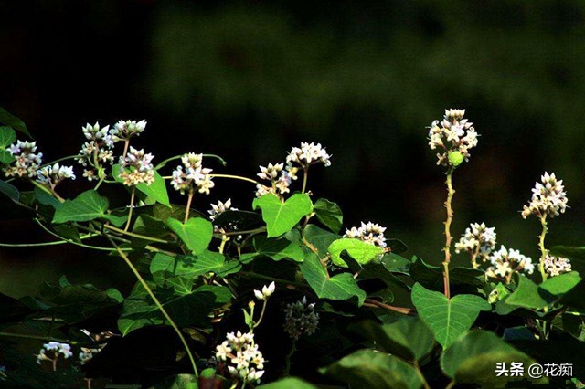 这些花,当年种当年轻松变花墙,好看还好养!