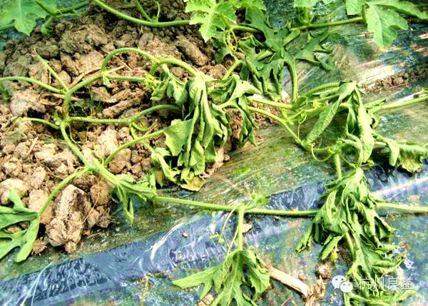 西瓜病虫害一本通表,西瓜红薯种植病虫害防治