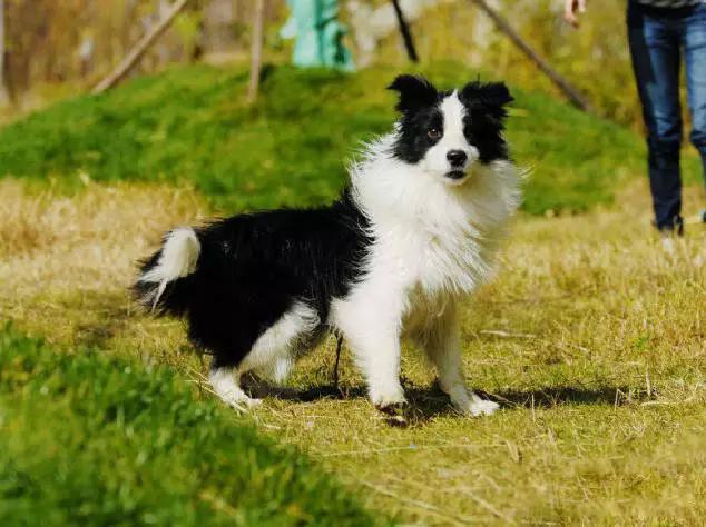 推荐各种狗狗的类型,10种有型罕见的狗狗