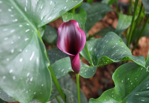 马蹄莲的养殖方法是多年生吗,马蹄莲的养殖方法和注意事项