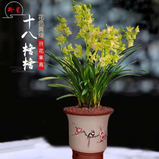 中国兰花之乡有哪些？为何云南独占7个？