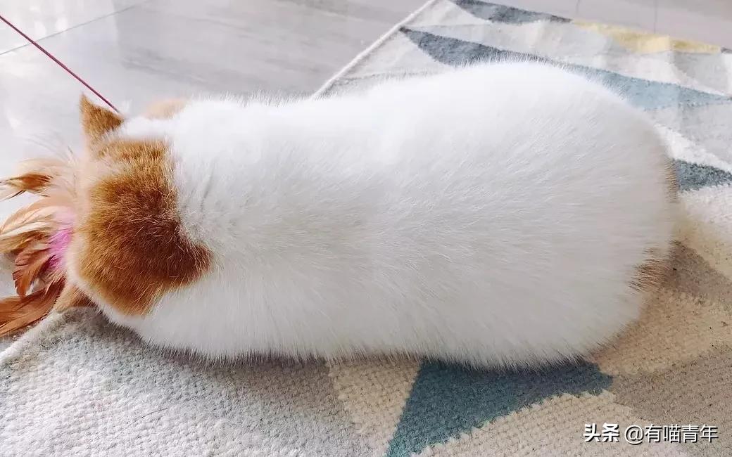 养猫应该如何起名,猫的名字越贱越好养活