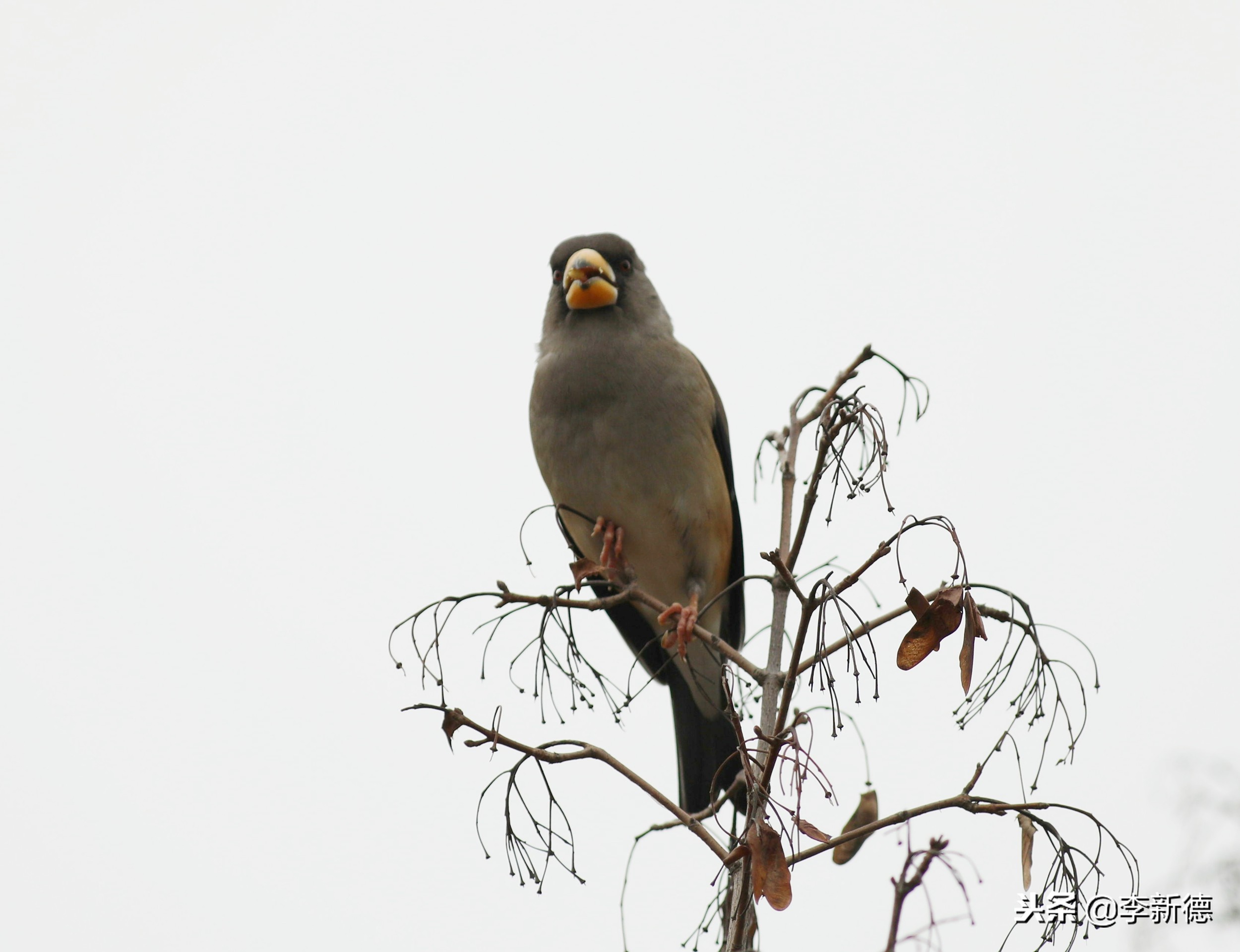 合肥拍鸟的视频,合肥拍到的小鸟