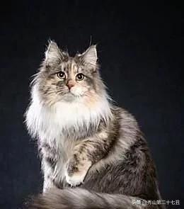 12种最适合懒人养的宠物便宜,什么宠物好养又干净又便宜又聪明