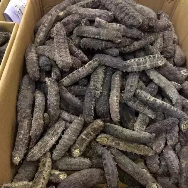 海参的图片和海参的知识,海参介绍的视频