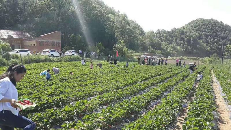 福建草莓露天种植全过程,山东露天草莓种植时间