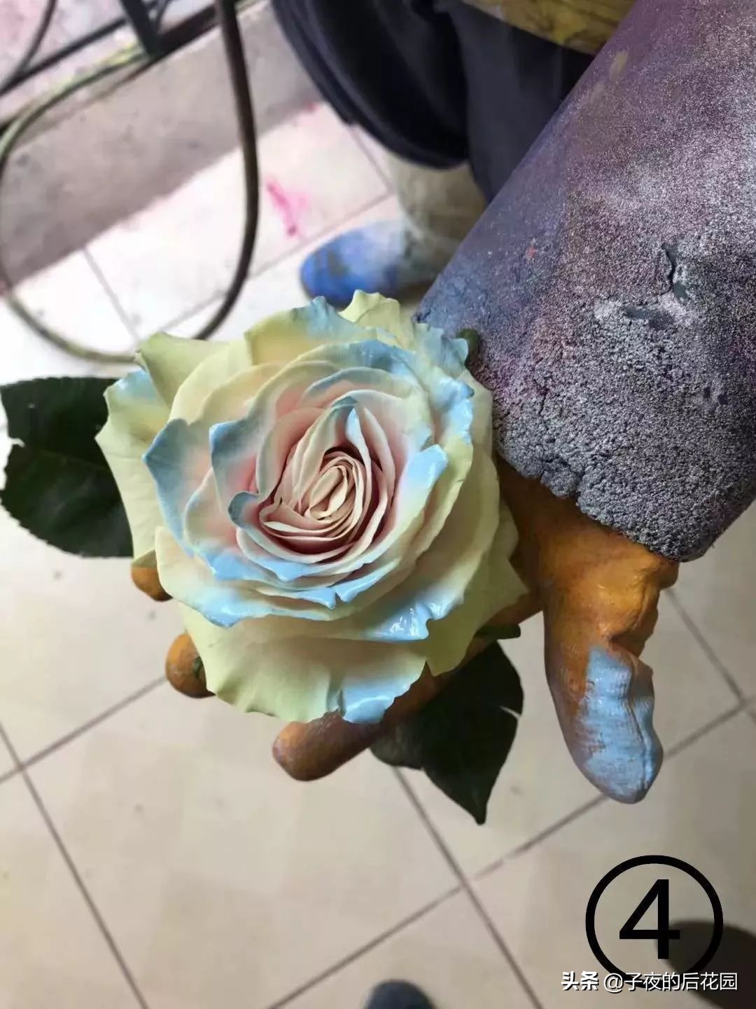 最好的进口玫瑰,进口玫瑰品种