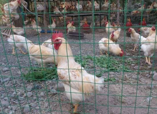 散养鸡和笼养鸡的技术和方法,散养鸡用什么网围栏