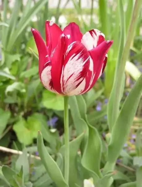 十大名贵花卉图片大全,十大名贵花卉家庭盆栽易养活的花