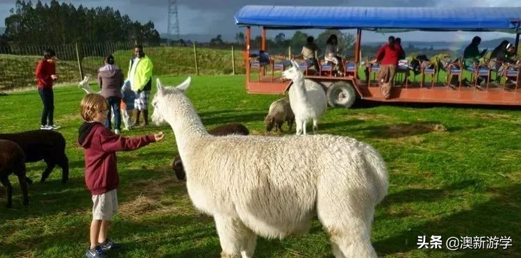 新西兰游学冬令营两周费用,新西兰游学团推荐