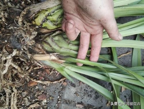 大花蕙兰花谢后换盆要去掉老土吗,蕙兰花怎么养才能旺盛容易开花