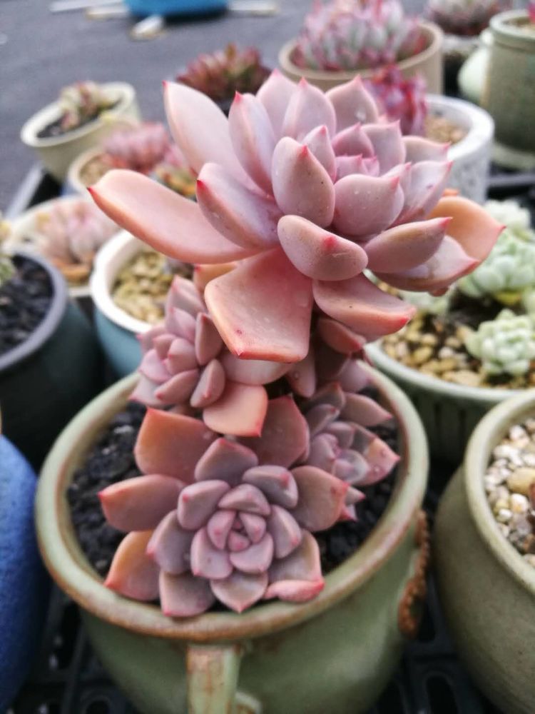 误打误撞的多肉情缘,带我走进多肉小世界!