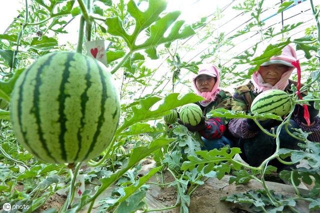 西瓜茎蔓开裂是什么病,西瓜茎蔓枯