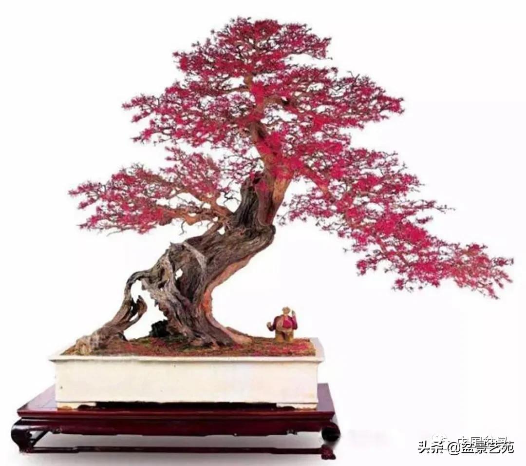 老树桩的造形特征有哪些,论述树桩盆景主要流派的艺术特点