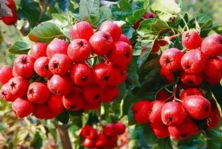 红火！新年首个周末，get一味治愈杨贵妃的红色中药