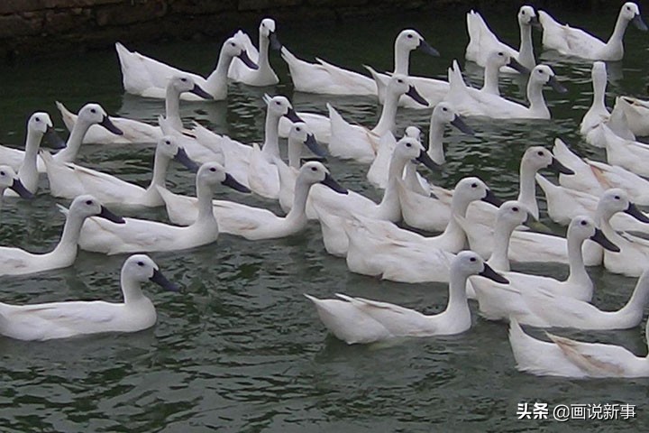 福建省润景食品研发连城白鸭汤自热罐头签约五百多万元