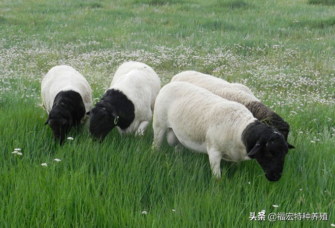 纯种黑头杜泊价格,杜泊黑头纯种公羊