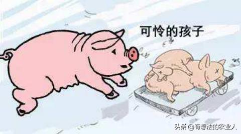 对抗顽疾的最佳方法,预防蓝耳病的最佳方法