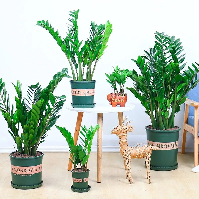 金钱树叶子发黄怎么样养,金钱树叶子发黄要怎样修剪